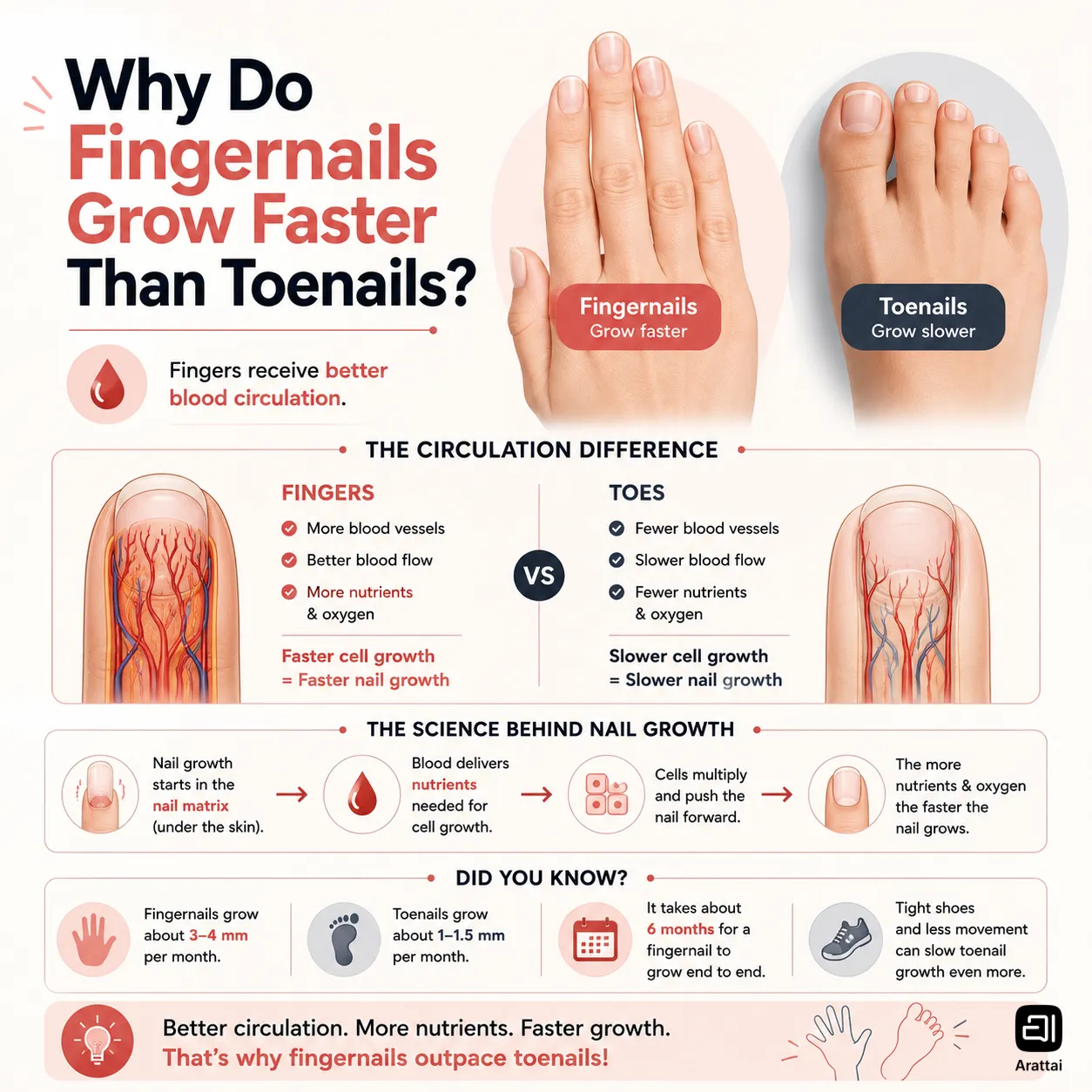 Why Do Fingernails Grow Faster Than Toenails? Scientists Finally Explain 1 Fingernails grow faster than toenails.